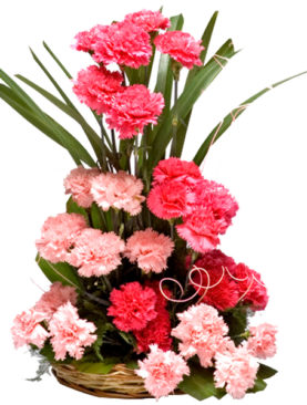 Charming Carnations
