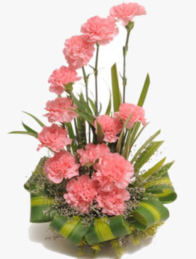 Classy Carnations